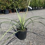 Juka červená (Hesperaloe Parviflora), výška: 50-60 cm , kont. C5L (-20°C)